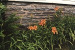 Daylillies and Stone Wall